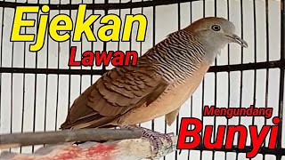 PERKUTUT LOKAL JUARA - biang gacor