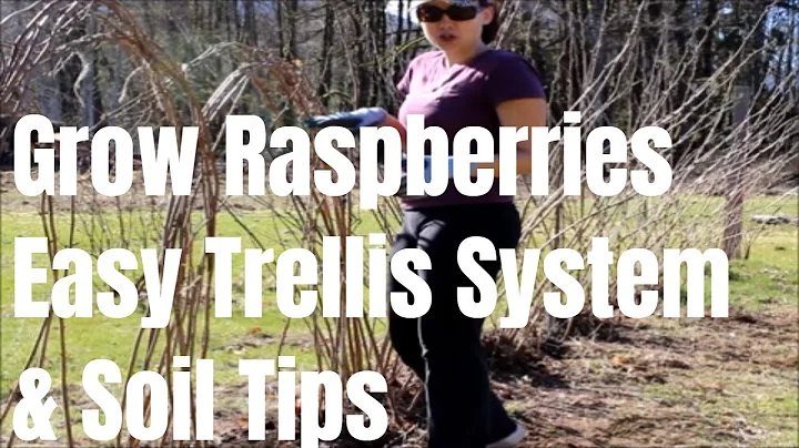 How to tie and trellis raspberries