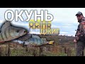 Від А до Я - ЛОВЛЯ ОКУНЯ ВОСЕНИ НА ДЖИГ.