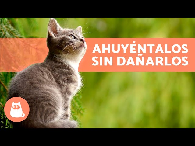 Tips para ahuyentar los gatos naturalmente de tus plantas ! Sin lastim