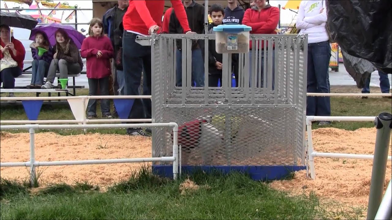 All-Alaskan Racing Pigs Highlights 2010