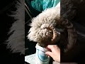 Mielul #animals