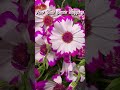Before the Chinese New Year, people will buy #flowers