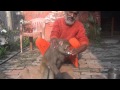 Shyam Sadhu feeding Injured Monkey