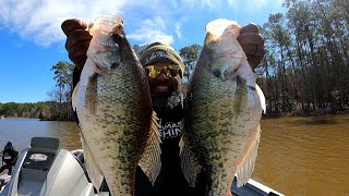 The Biggest Crappie You Will Ever See PreSpawn w/LiveScope Settings