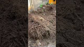 Clearing the coconut root #video #viral #trending #youtube #youtubeshorts #shorts #civilengineering
