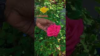 गुलाब में इतने बड़े बड़े सुन्दर फूल लेना सीक्रेट क्या है ? || #gardening  #flowers