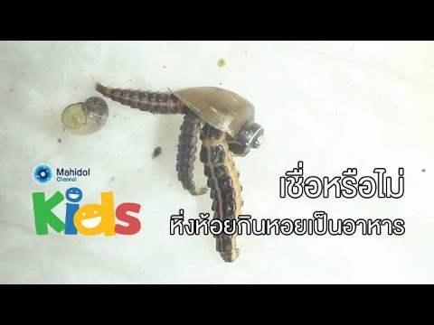 เชื่อหรือไม่หิ่งห้อยกินหอยเป็นอาหาร [Animals Speak by Mahidol]