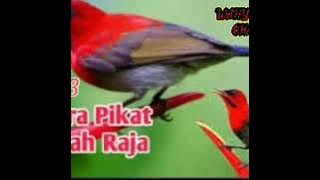 SUARA PIKAT SEPAH RAJA RIBUT