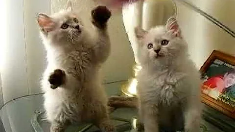 Video 352211: siberian neva masquerade, baby tabby, kitten blue eyes, white kitten