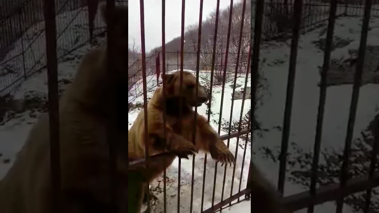 Сибирский мишка бмв