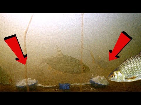 Реакция рыбы на ВАНИЛИН!!! Подводная съемка