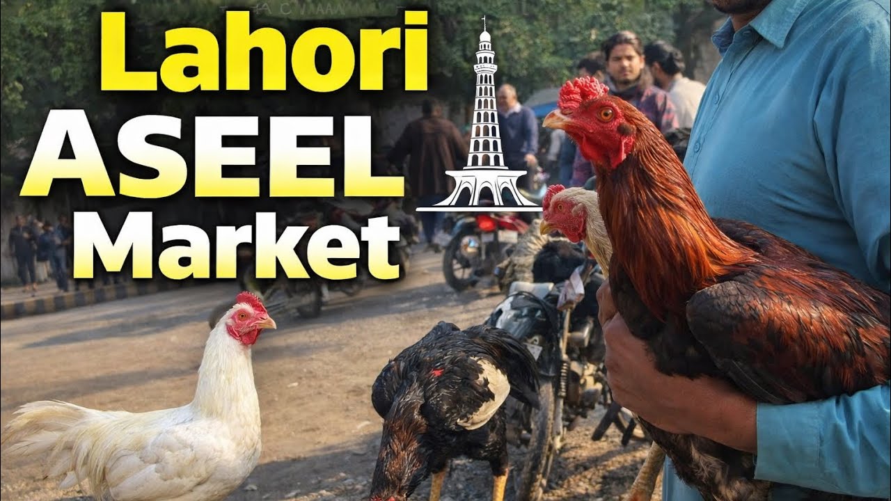 Lahori Aseel Market | Larri Adda Market Lahore | 25 Jan