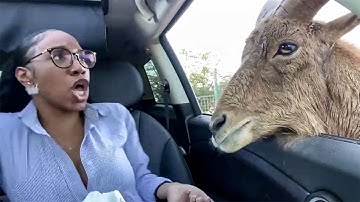 TRY NOT TO LAUGH | Funny Weekend At The Zoo - LAUGH TRIGGER