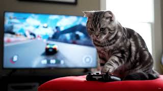 Cat Video Game #pets #cat #cute #animals screenshot 4