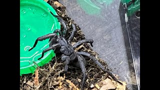 Unboxing of our new Damarchus workmani, the Orange Leg Trapdoor spider care