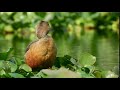 Lesser whistling duck