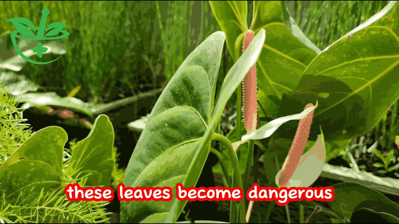 TARO LEAVES BENEFITS