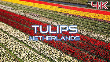 Experience the Beauty of Netherland