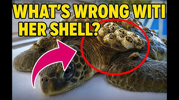 Pt 2 of Harlow the Loggerhead sea turtle’s intake #BarnacleRemoval