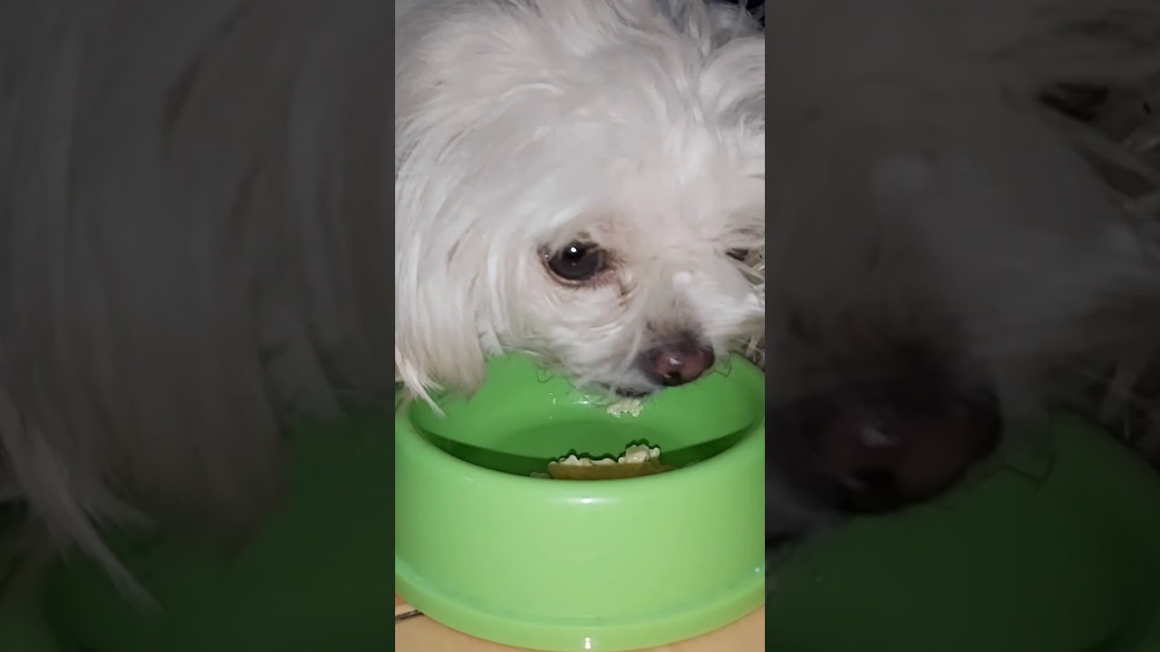 SCRAMBLE egg for my Dog,Sea Otter Look alike shih tzu/maltese YouTube