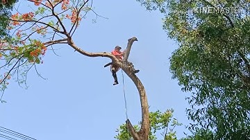 anh thợ cưa cây Điệp to khủng lồ ở tri tôn an Giang