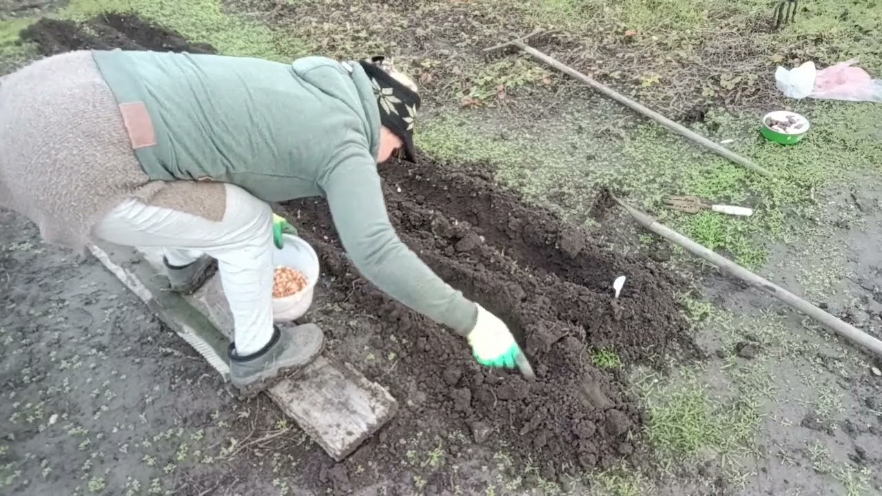 Як кажуть - грра з плеч. Нарешті досадила цибулю.