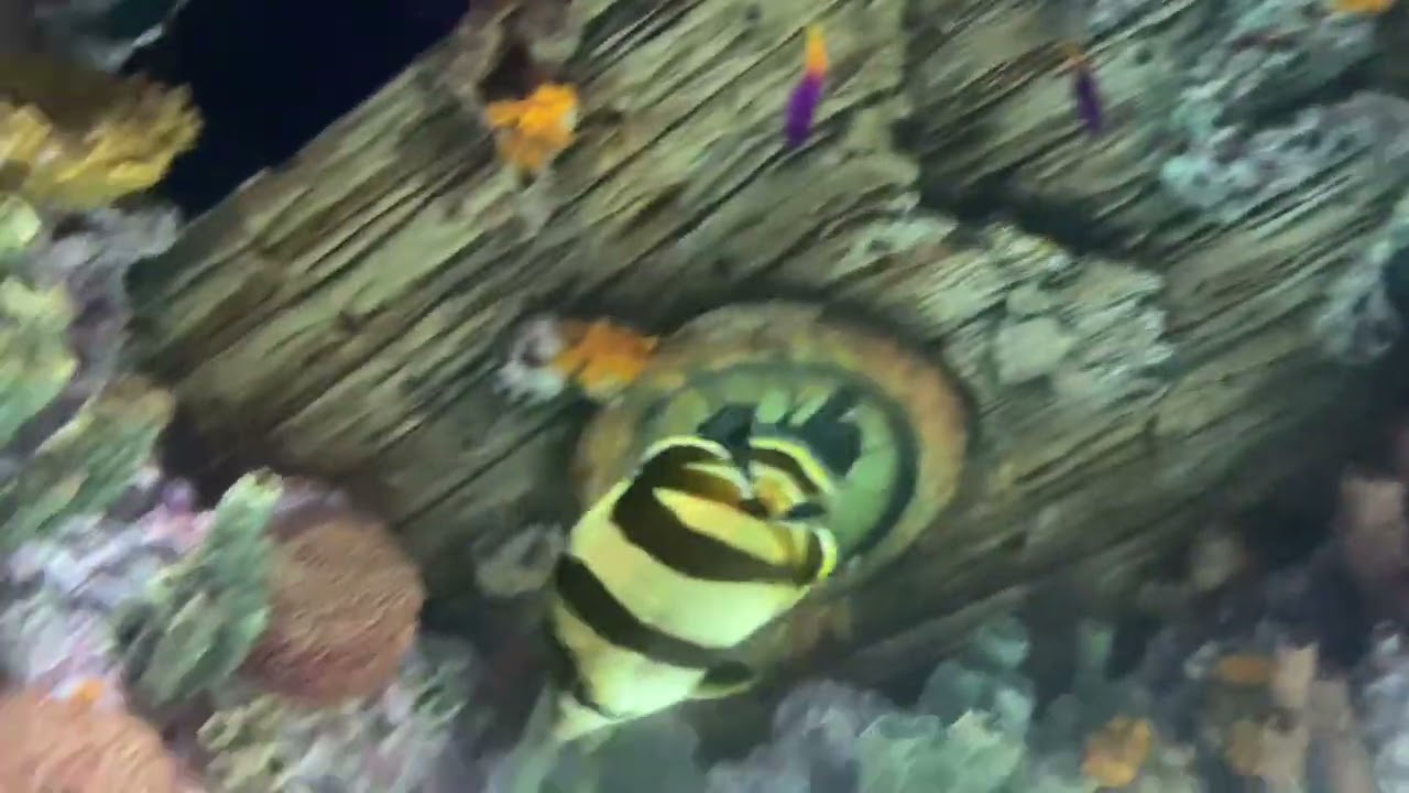Banded Butterflyfish