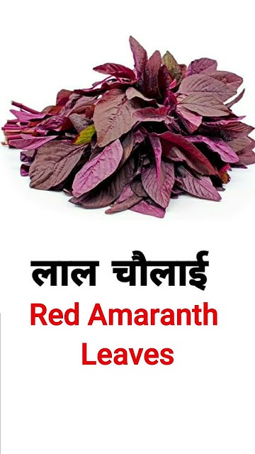 chaulai-in-english-red