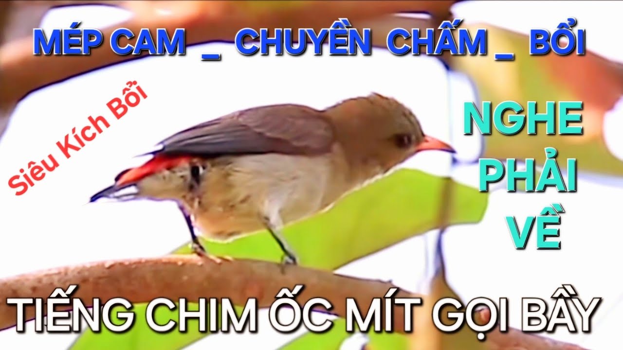 Tiếng chim ốc mít mồi gọi bầy mép cam, chuyền chấm, bổi nghe phải về/ Thú vui nuôi chim Ốc Mít 