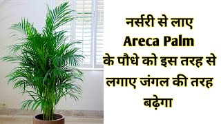 नर्सरी से लाए Areca Palm के पौधे को इस तरह से लगाए जंगल की तरह बढ़ेगा