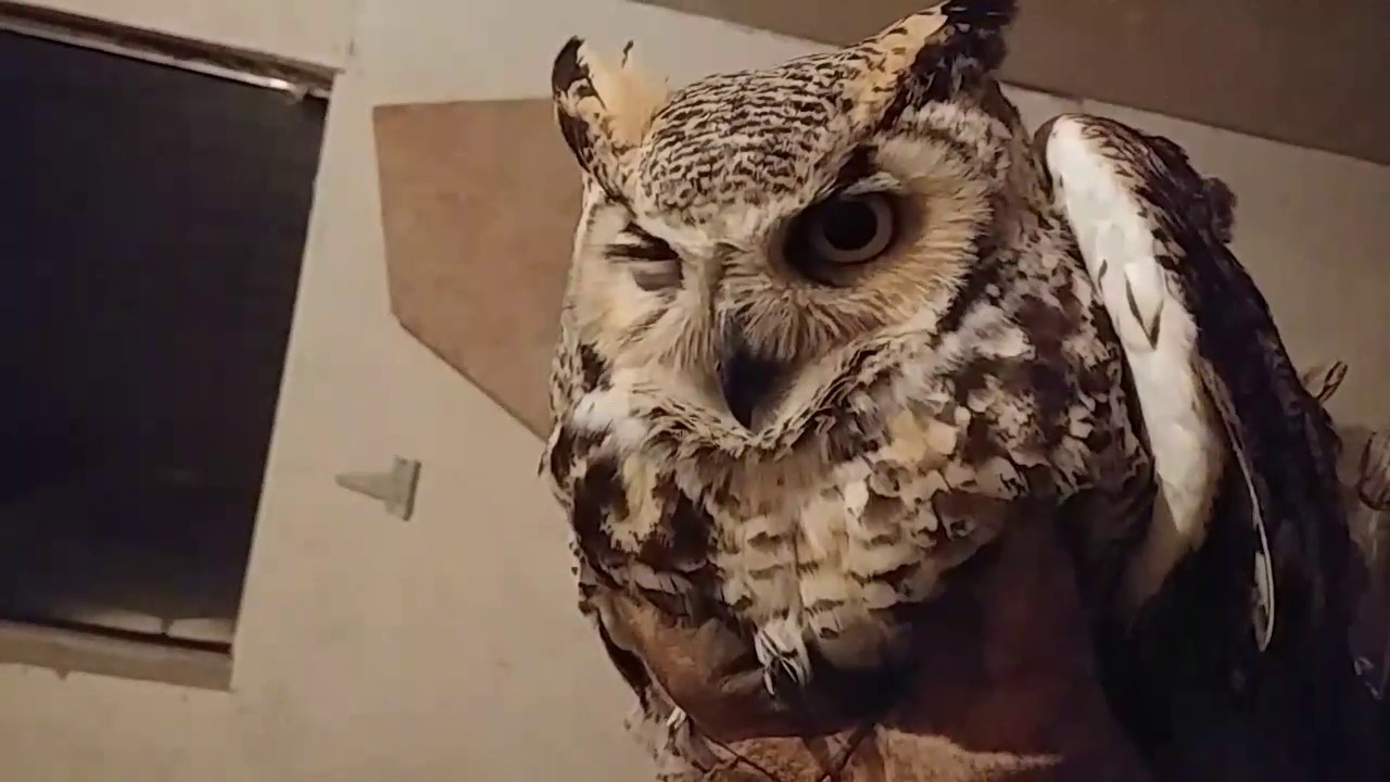 🔴Live Chicken Killer Strikes Again! Welker Farms Inc YouTube