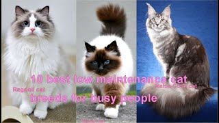 10 best low maintenance cat breeds for busy people