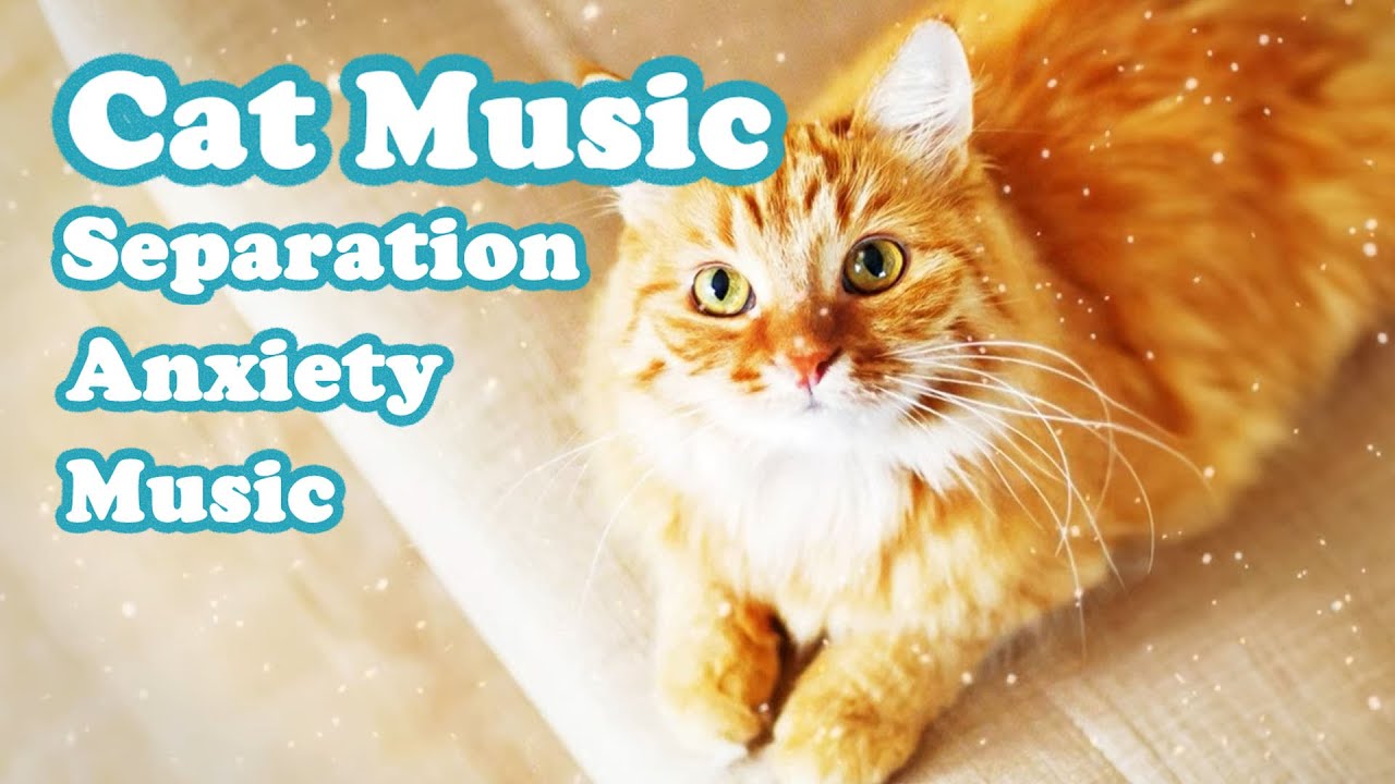 Curated visual reference: Visual Reference: 3 Hours Of Deep Sleep Cat Calming Music Cat Separation