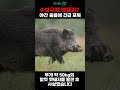 한밤 수성구 아파트에 멧돼지…1시간 만에 사살