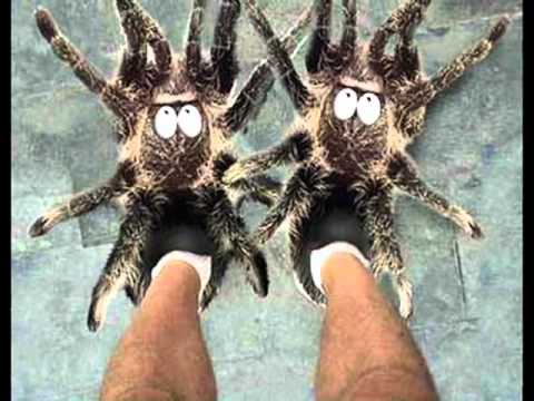 احا الشبشب ضاع  اجمد مهرجان