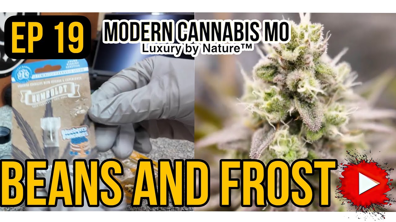 Grow Journal | (Ep 19) Week 6 Flower+ Humboldt Seed Unboxing Blueberry Pancakes🫐🥞,California Haze!