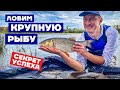 Десна, ФИДЕР, Трофеи! Ловим только КРУПНУЮ РЫБУ на фидер: Головль, Язь, Подуст, Рыбец, Лещ! Рыбалка