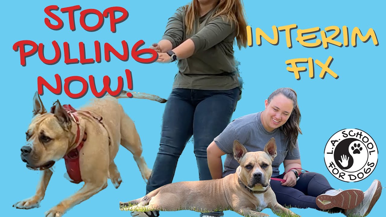 Walka Pulinga TRAIN DOG TO WALK BESIDE YOU | STOP PULLING | LOOSE LEASH WALKING ( PRO ...