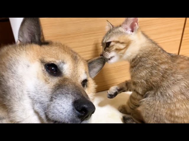 子猫のペースに巻き込まれていく柴犬 Kitten licks the dogs ear