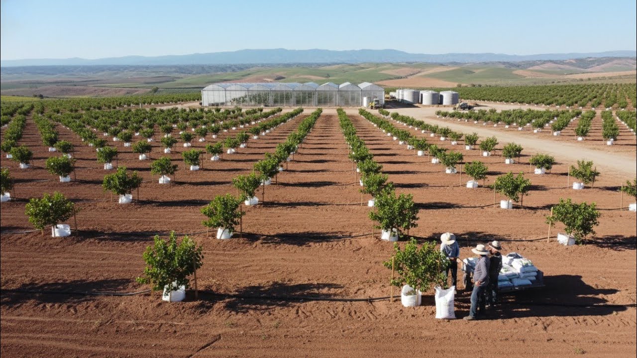 برنامج تسميد الزيتون في فصل الشتاء 