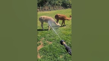 Alpaca cool down #alpaca