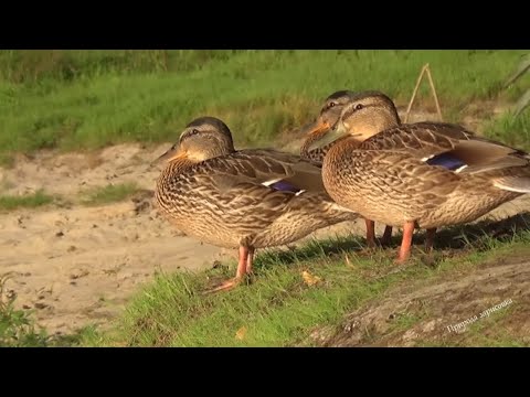 Video: River ducks: soorten en namen. Wilde rivier eend