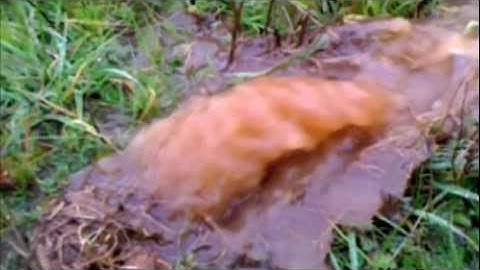 Field Work 2: February 2011 Flooding - Gopher Holes in Vineyards