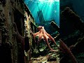 Octopus 🐙 #nature #biology #octopus #wildlife #ai #aishorts #trending #dailyshorts #viral #shorts