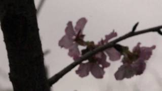 20120214 SONY VG-10 試拍-1