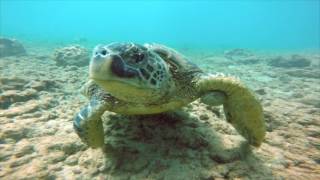 Fathom Five Diving Experience 1