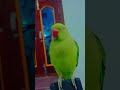 papa ko kaise bulate hai #anuandsuji #anuandsuji #comedy #greenparrot #funny #parrottalking