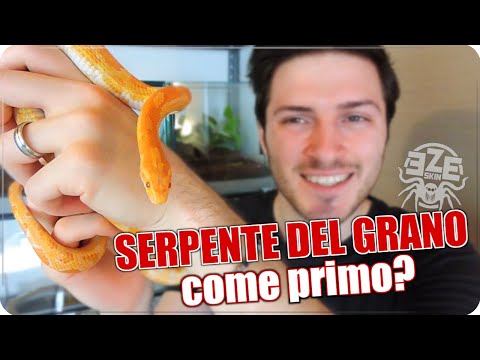 Video: Come scegliere il tuo primo serpente domestico