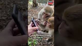 Viral Video | Monkeys Watch Video of Themselves on Smartphone , Goes viral | Odia News